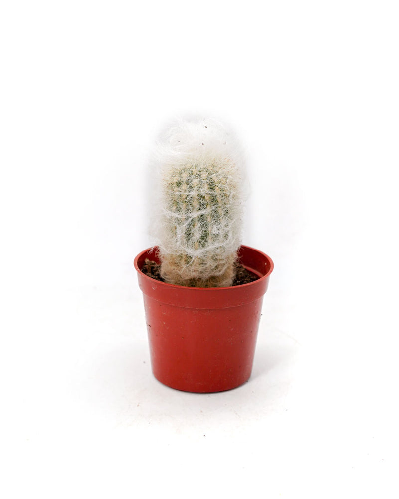 Espostoa Cactus