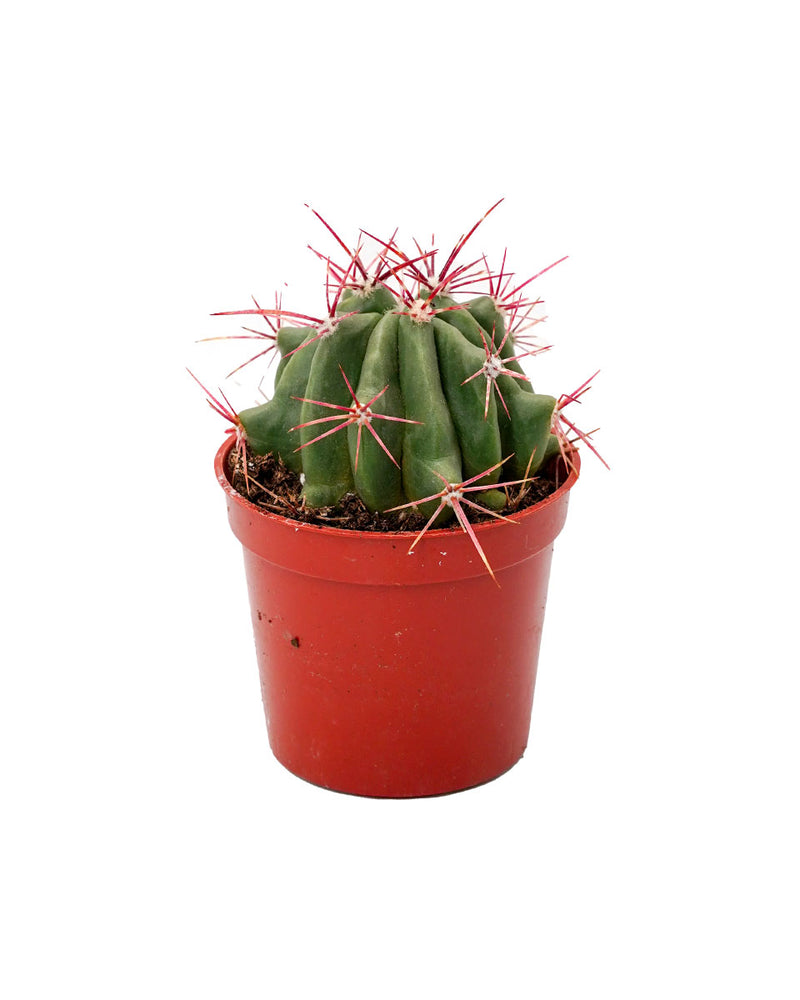 Ferocactus