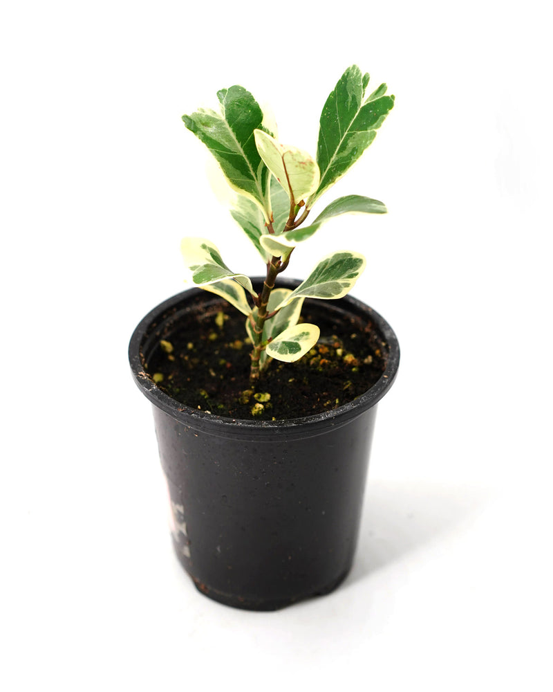 Ficus Variegate