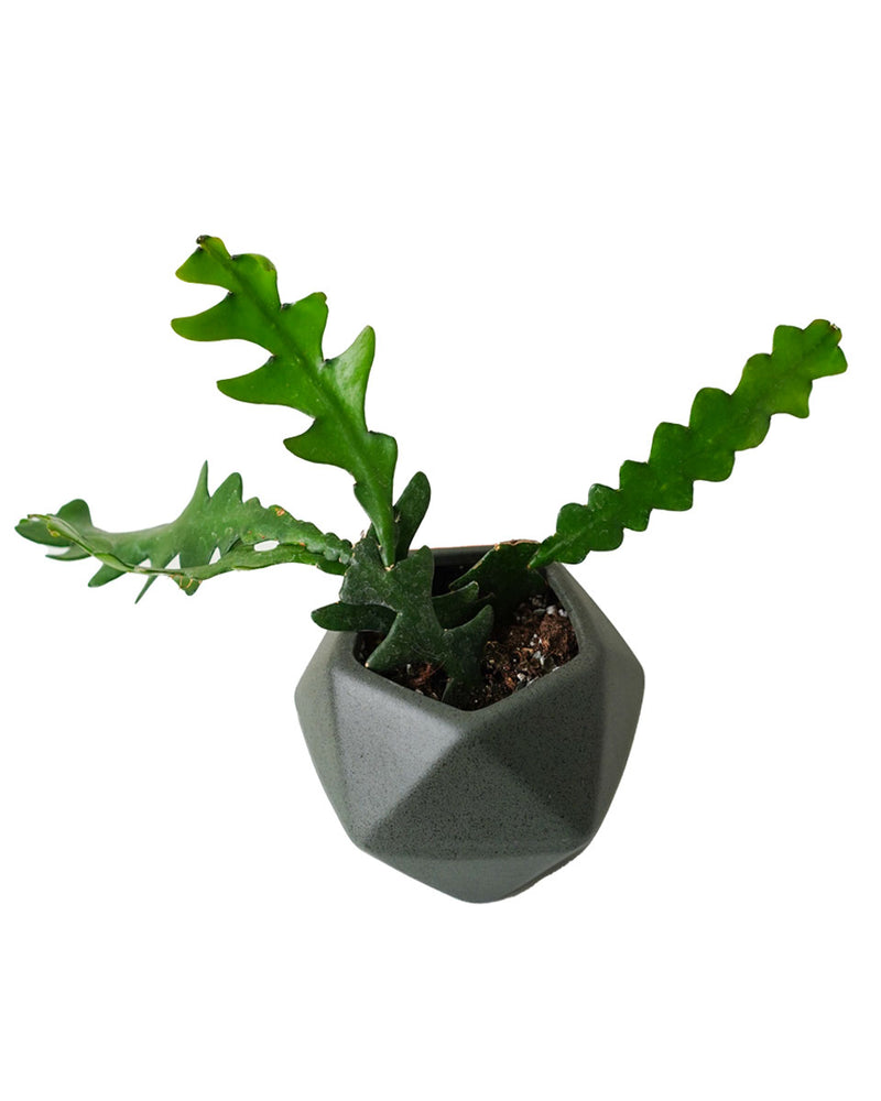 Fishbone Cactus