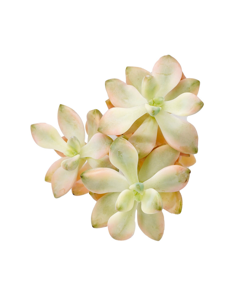 Graptopetalum Apricot Var.