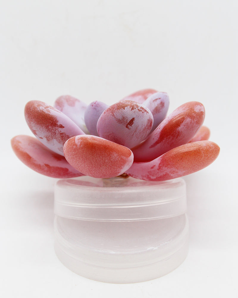 Graptoveria Raon
