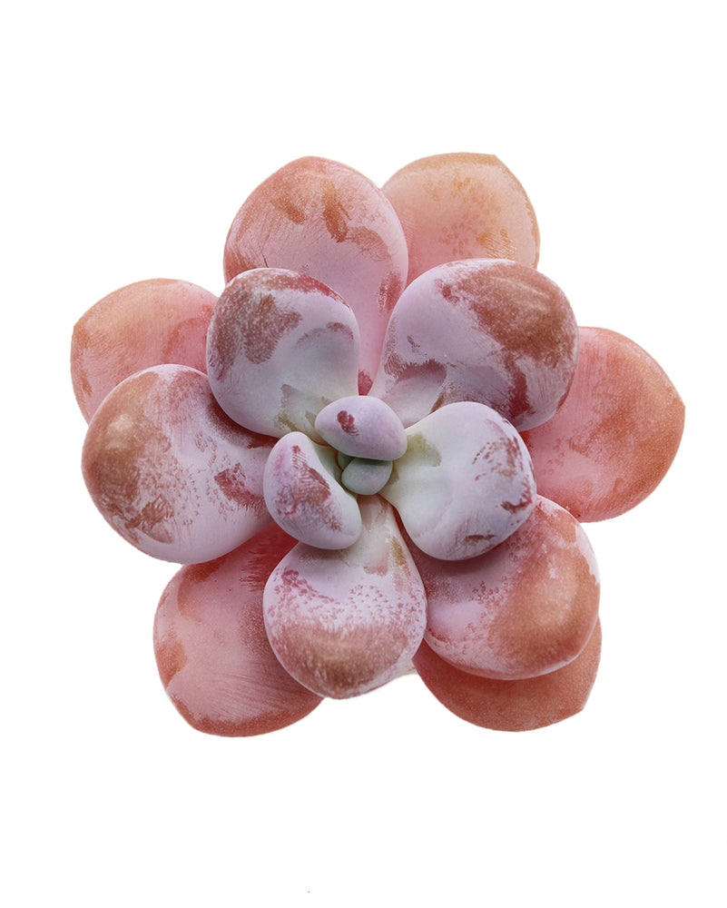 Graptoveria Raon