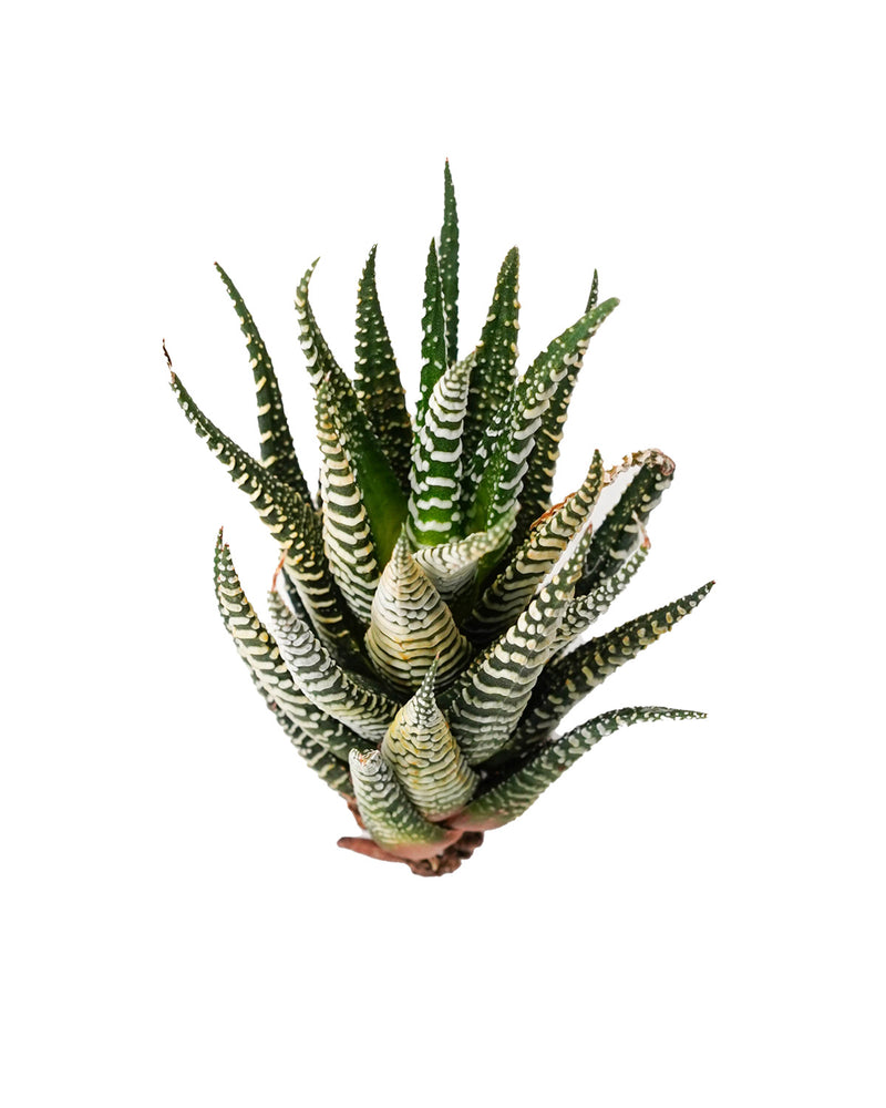 Haworthia Fasciata Wild