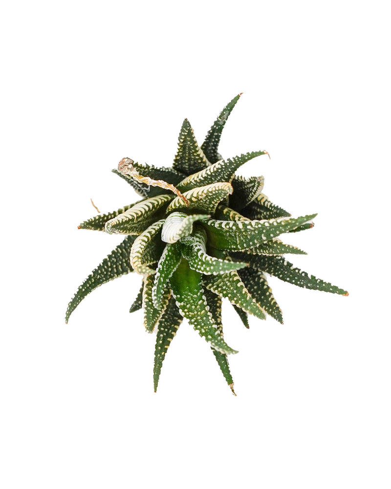 Haworthia Fasciata Wild