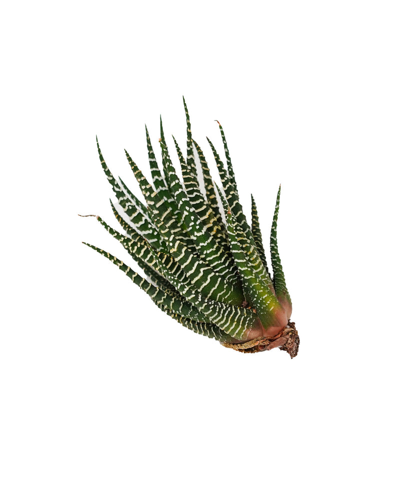 Haworthia Fasciata Wild