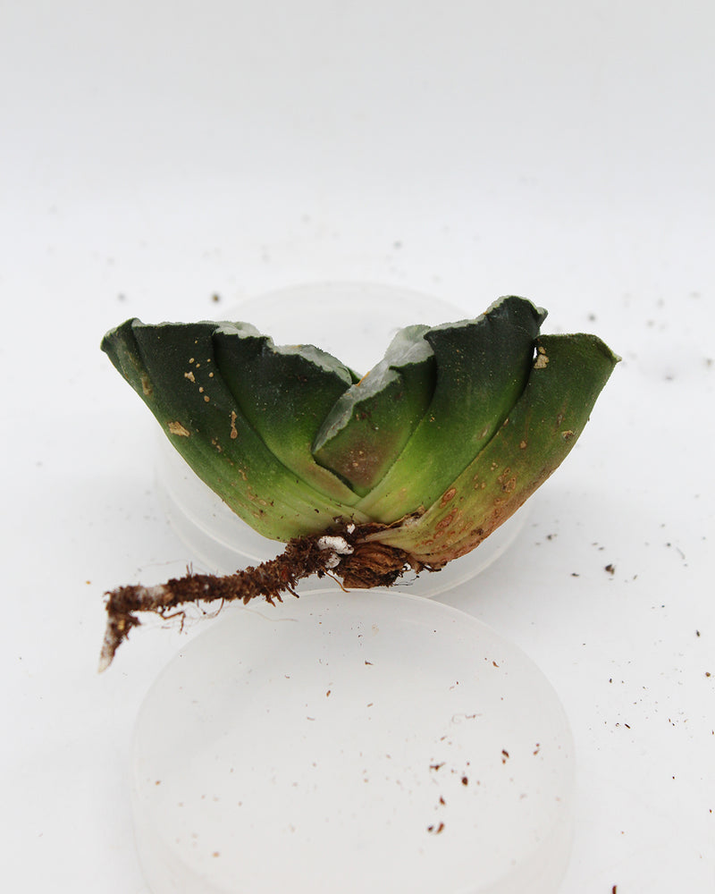 Haworthia Bear Jade Fan