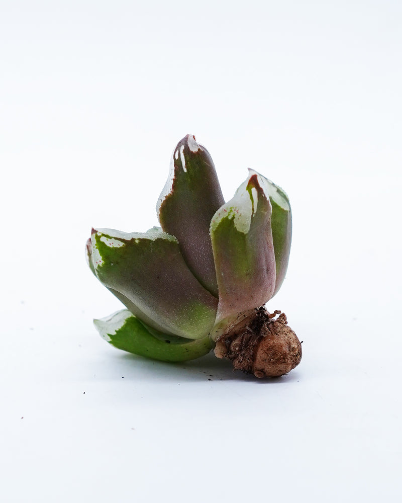 Haworthia Bingcheng Shou