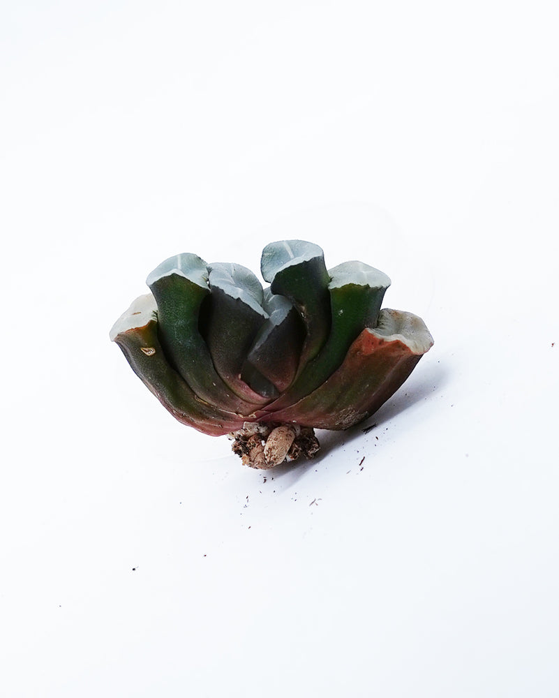 Haworthia Lens Jade Fan