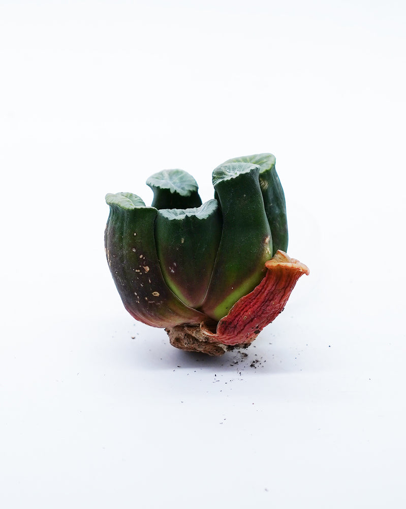 Haworthia Tricolor Vientiane