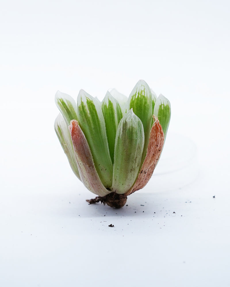 Haworthia Pilifera Vitiligo