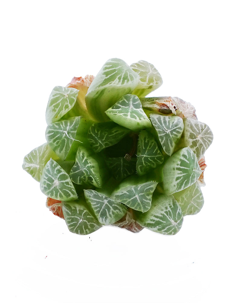 Haworthia Vitiligo Dew