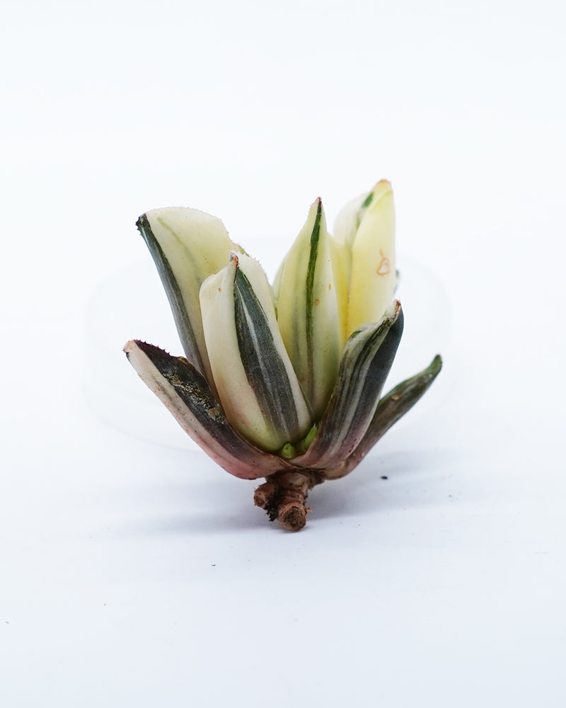 Haworthia Vivacity Variegated