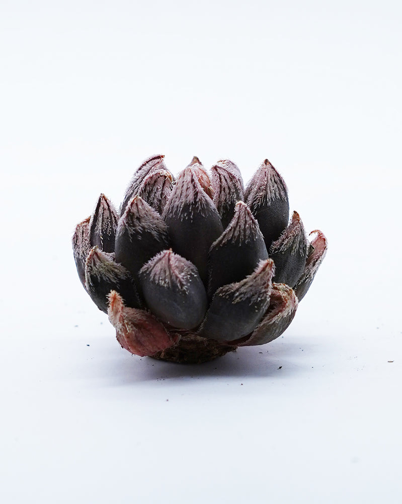 Haworthia White Fox