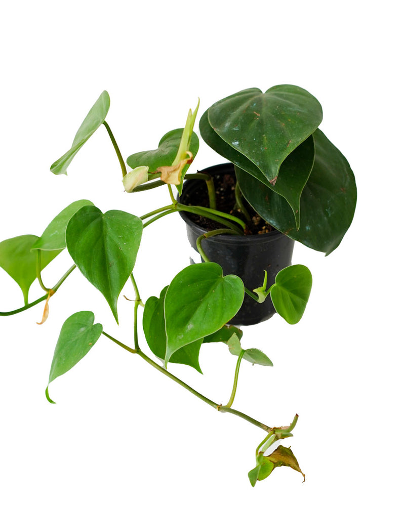 Heartleaf Philodendron