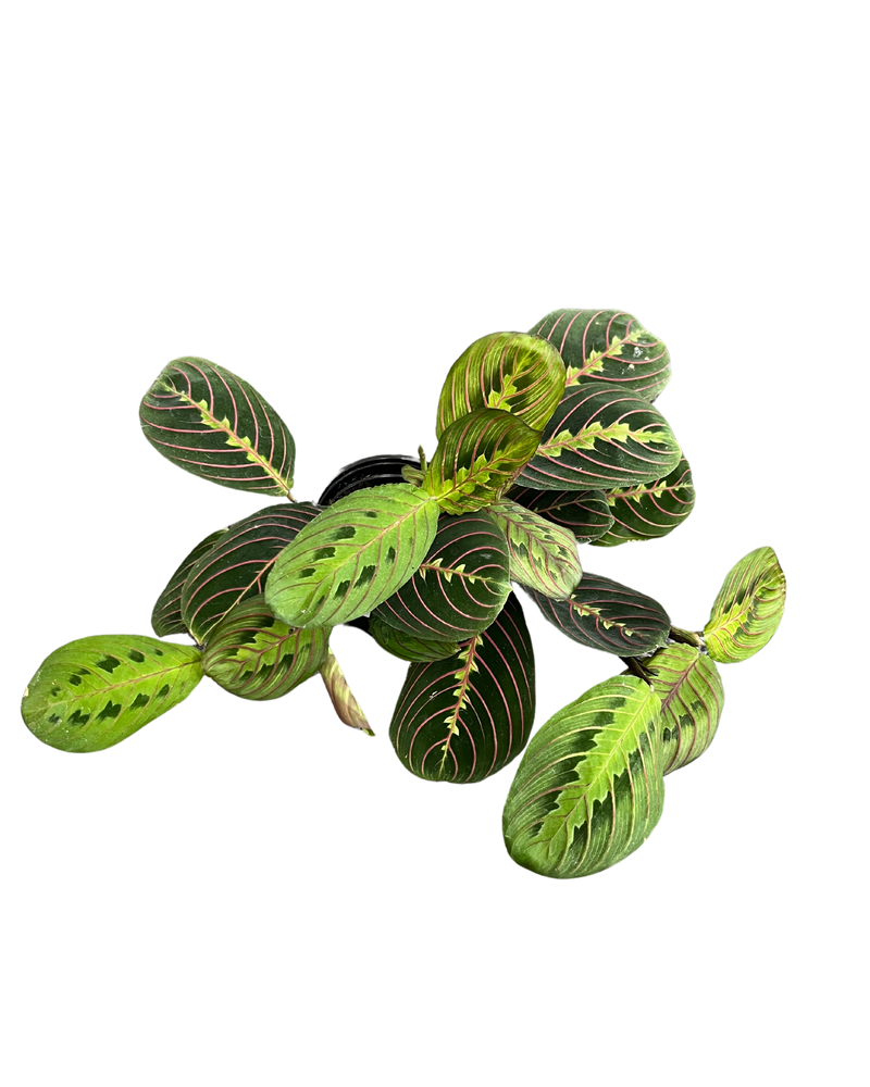 Maranta Red Prayer Plant