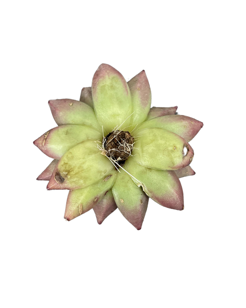 Echeveria Agavoides Ebony - Large