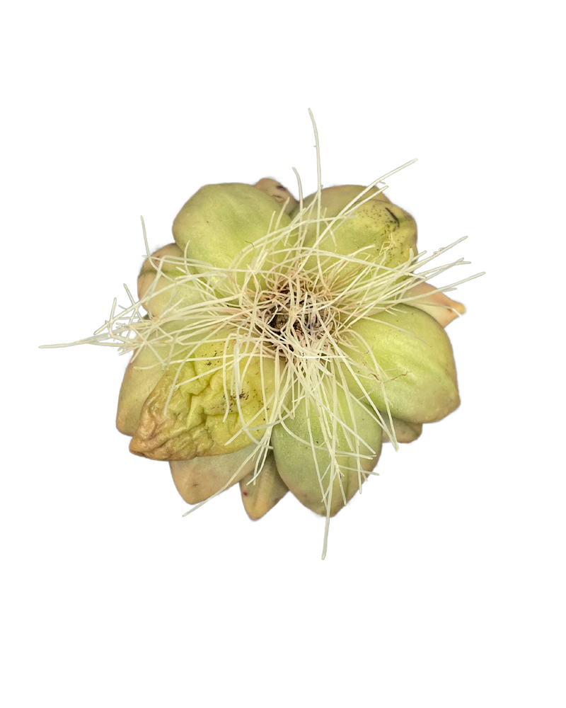 
                
                    Load image into Gallery viewer, Echeveria Agavoides Lem Var.
                
            
