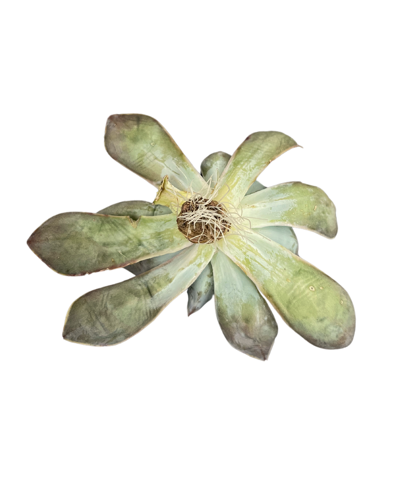
                
                    Load image into Gallery viewer, Echeveria Nebula
                
            