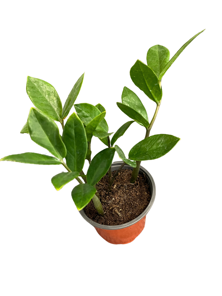 ZZ Plant