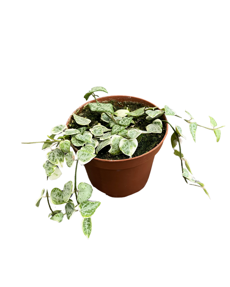 String of Arrow Var