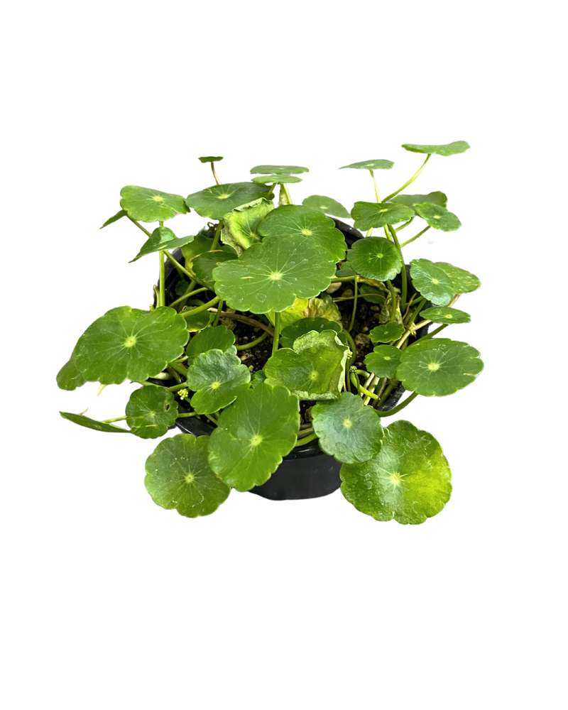 
                
                    Load image into Gallery viewer, Whorled Umbrella Plant
                
            