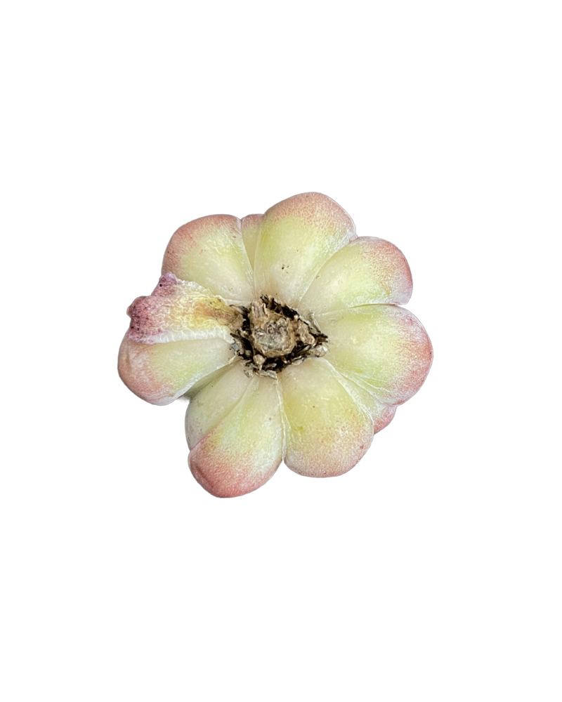 
                
                    Load image into Gallery viewer, Echeveria Blue Tuluensis
                
            