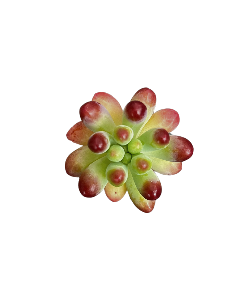 Sedum Pachyphyllum sp.