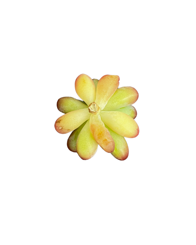
                
                    Load image into Gallery viewer, Sedum Pachyphyllum sp.
                
            