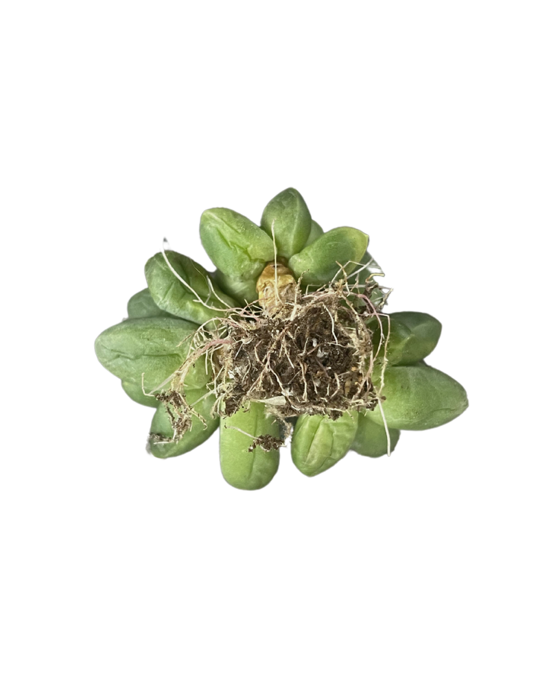 
                
                    Load image into Gallery viewer, Pachypodium Compactum Var.
                
            