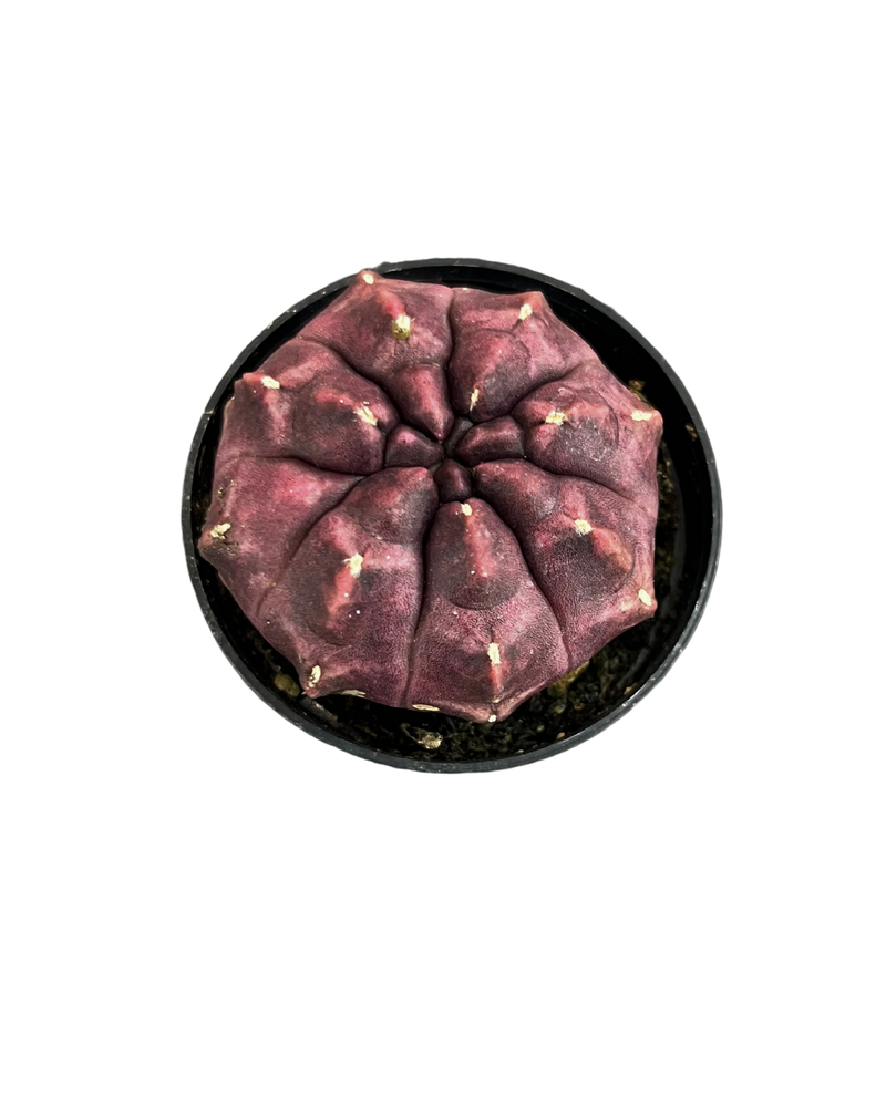 Gymnocalycium Mihanovichii Var - Cactus