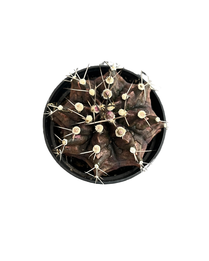 Gymnocalycium Mihanovichii Var - Cactus
