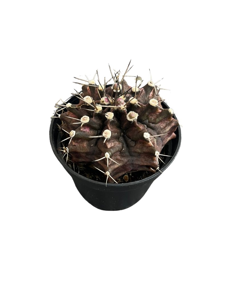 Gymnocalycium Mihanovichii Var - Cactus
