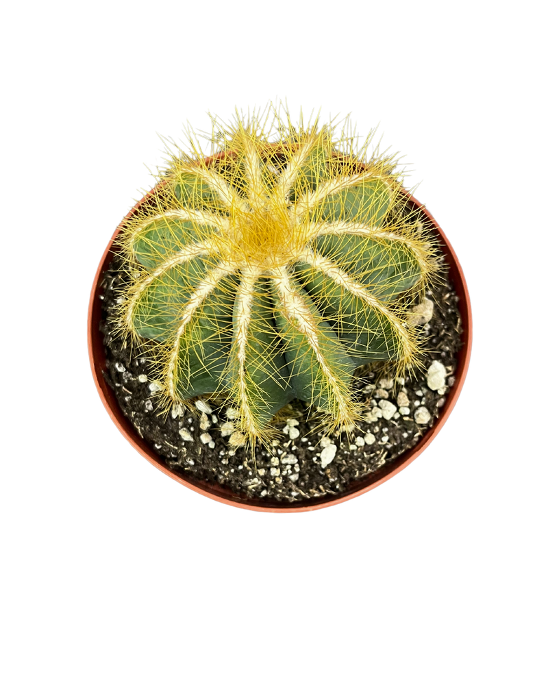 Parodia Cactus