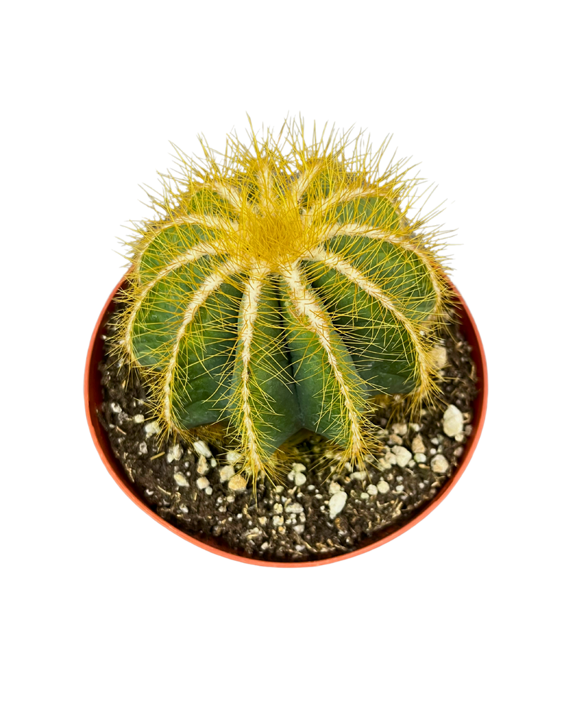 Parodia Cactus