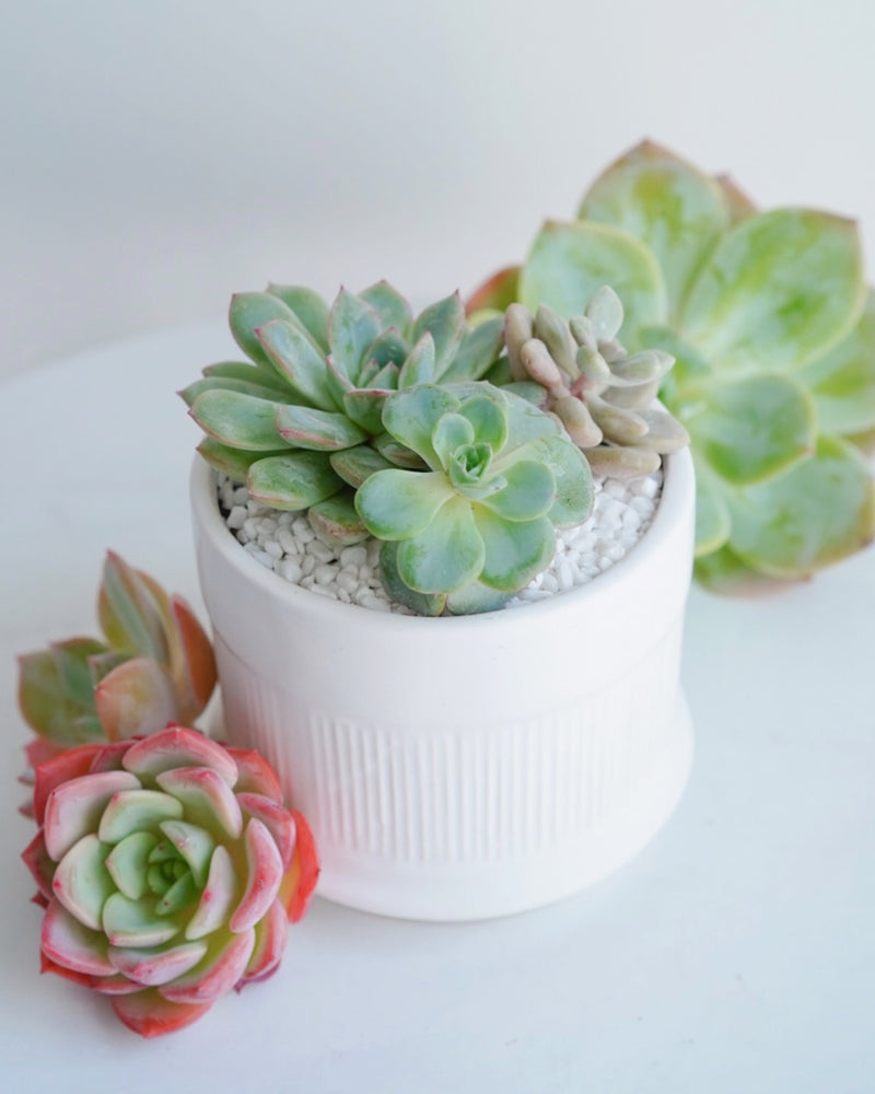 
                
                    Load image into Gallery viewer, &amp;quot;Love Blooms&amp;quot; Succulent Flower Boutique
                
            