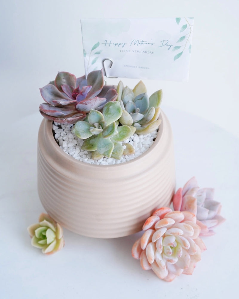 "Love Blooms" Succulent Flower Boutique