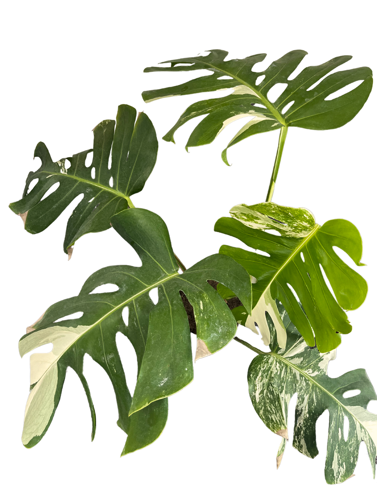 Monstera Albo