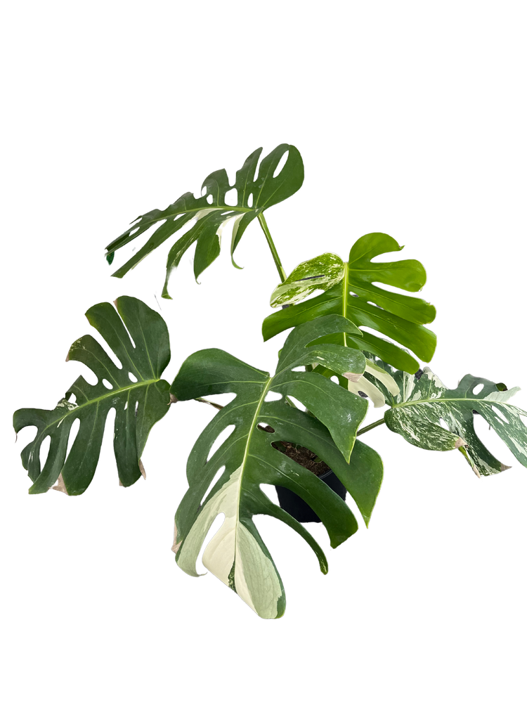 Monstera Albo