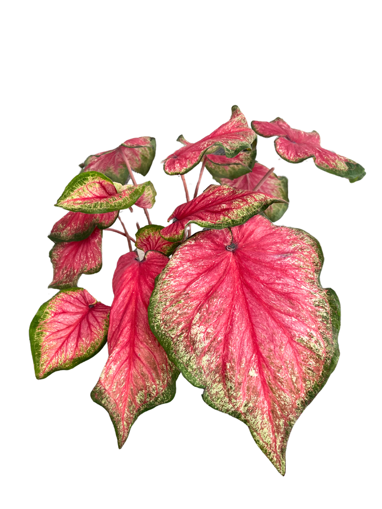 Caladium Hortulanum