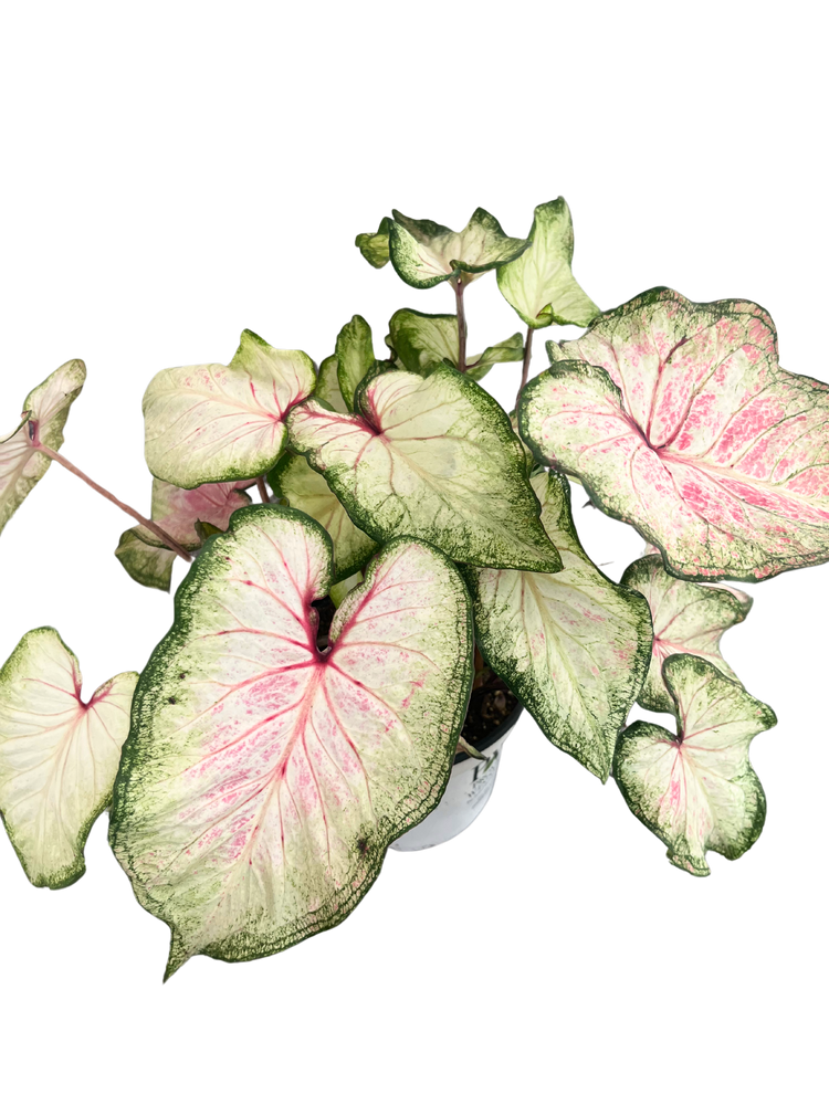 Caladium Hortulanum