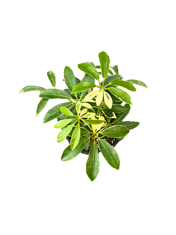 Dwarf Umbrella Tree
