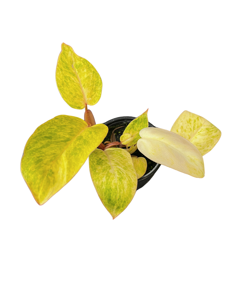 Philodendron Painted Lady