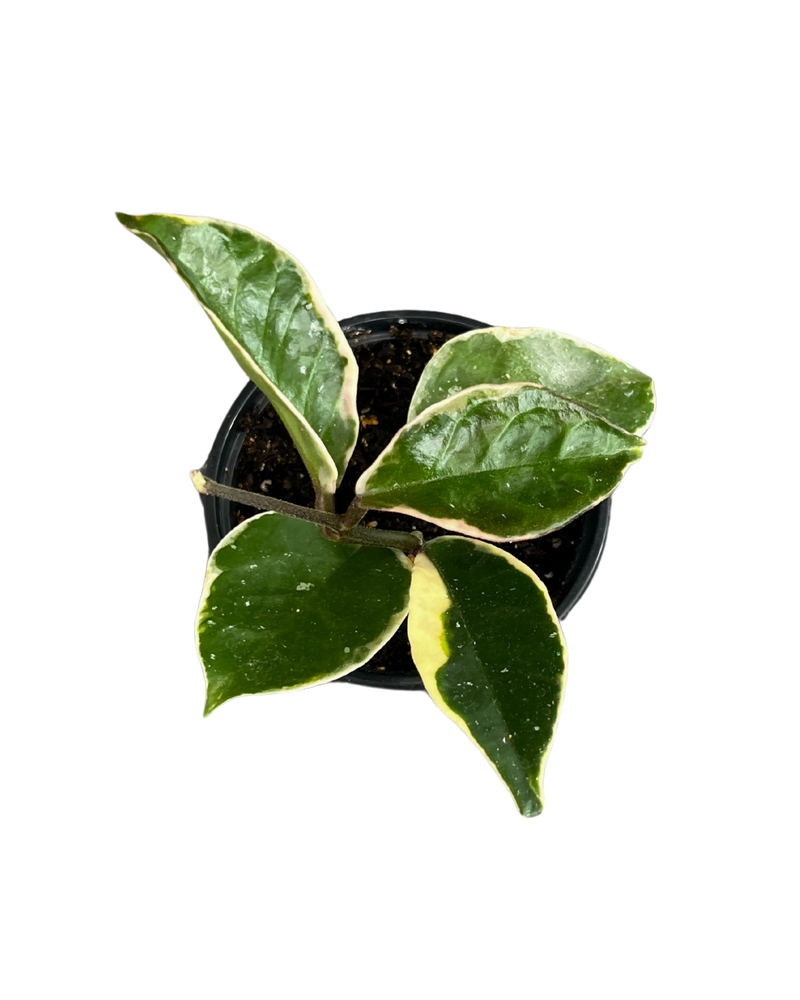 Hoya Carnosa Variegata