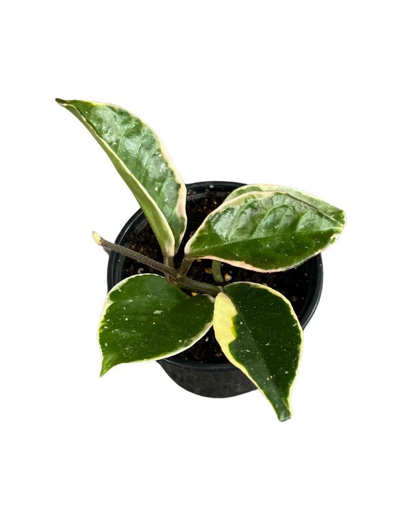 Hoya Carnosa Variegata