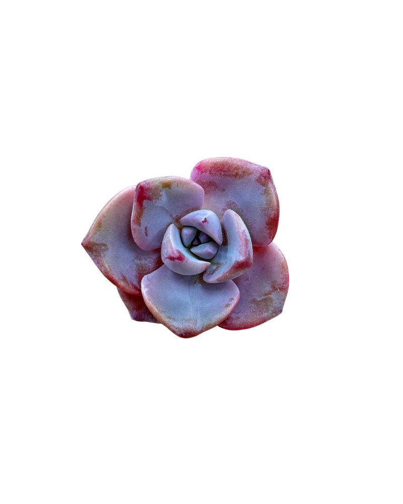 Graptoveria/Graptopetalum Mrs. Richards