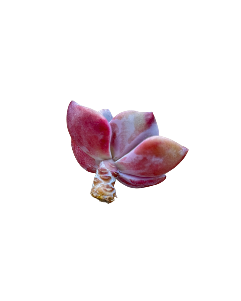 
                
                    Load image into Gallery viewer, Graptoveria/Graptopetalum Mrs. Richards
                
            