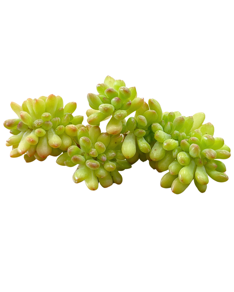 Sedum Corynephyllum