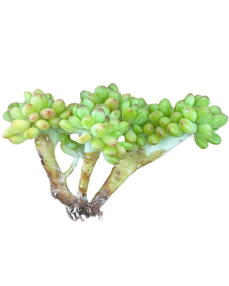 Sedum Corynephyllum