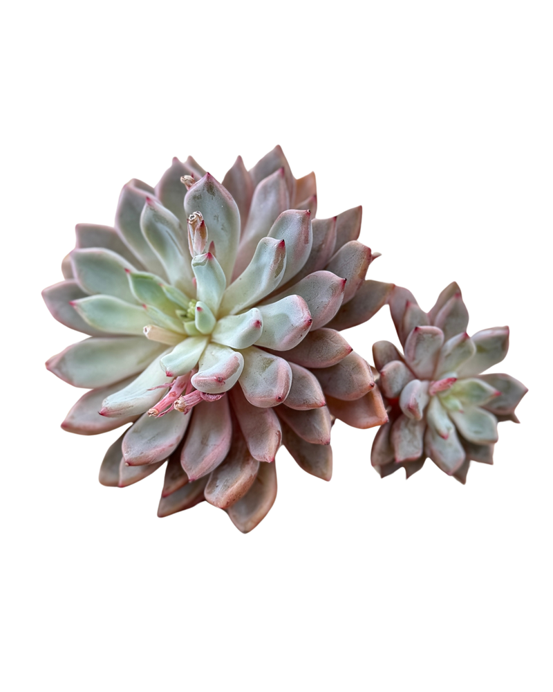 Echeveria Orange Sabbat